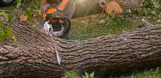 Best Tree Disease Treatment  in Hartford, MI