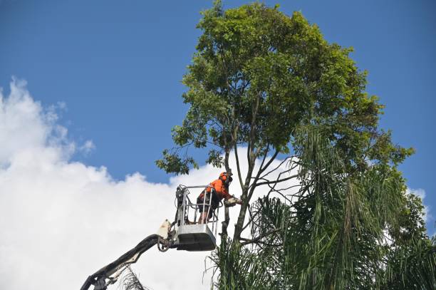 Best Tree and Shrub Care  in Hartford, MI