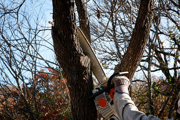 Professional Tree Removal Services in Hartford, MI