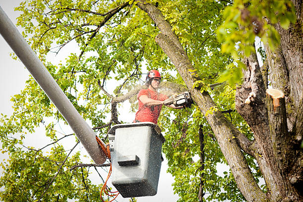 Best Residential Tree Removal  in Hartford, MI